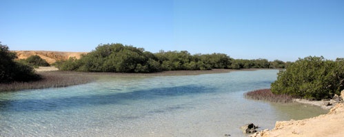 Mangroven-Landschaft (Foto: Eichner-Ramm) Mangroven-Landschaft (Foto: Eichner-Ramm)