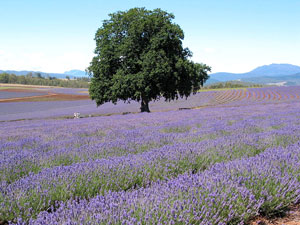 Kr&auml;ftiges Lila: Lavendelbl&uuml;te