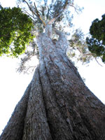 Stattlich: Huon Pine