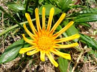 Im S&uuml;dwesten entdecken Botanik-Freunde allerlei Sch&ouml;nheiten