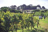 Die Margaret River Region ist bekannt f&uuml;r ihre Winzereien. Das Bild zeigt die Vasse Felix Winery bei Wilyabrup. (Foto: Tourism Western Australia)