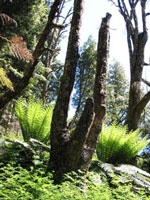 Farne und abgestorbene B&auml;ume im Lake St. Clair Nationalpark