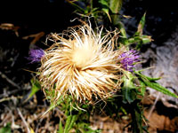 Unscheinbare Sch&ouml;nheit: Bl&uuml;te in den Gammon Ranges