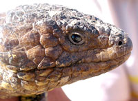 H&uuml;bsches Kerlchen: Zapfenechse