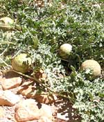 Wilder K&uuml;rbis wuchert zwischen den Ruinen