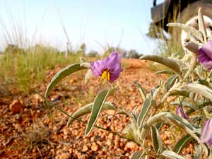 Bl&uuml;hende W&uuml;stenlandschaft