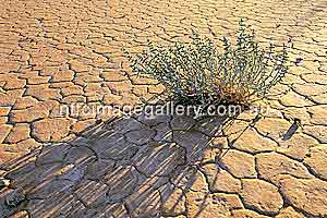 Die Vegetation h&auml;ngt mit den Niederschl&auml;gen zusammen &ndash; nach Regen wird es auch hier wieder sprie&szlig;en (Foto: NTTC&nbsp;/&nbsp;Steve Strike)