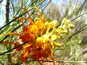 Bl&uuml;te einer Honiggreville