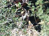 Short-eared Rock Wallaby (Foto: NTTC&nbsp;/&nbsp;Don Skirrow)