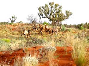 Wilde Kamele in der W&uuml;stenlandschaft um den Watarrka Nationalpark