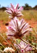 Typische Trockenpflanze: Die Mulla Mulla ist im Red Centre h&auml;ufig anzutreffen