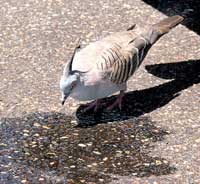 Diamant-Taube auf dem Parkplatz des Kata Tjuta D&uuml;nen-Aussichtspunktes