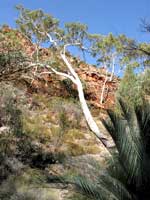 Ghost Gum in der Standley Chasm - nach den Geisterb&auml;umen ist hier sogar ein Wanderweg benannt