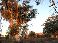 Das Abendlicht l&auml;sst die Flusseukalypten &raquo;gl&uuml;hen&laquo;