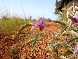 Die W&uuml;ste lebt: Bl&uuml;te auf roter Erde