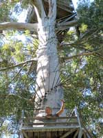 Anstrengend: Das Erklimmen eines &raquo;Firetree-Lookouts&laquo; erfordert Schwindelfreiheit und Trittsicherheit