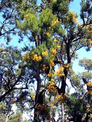 Bl&uuml;ht vor allem um die Weihnachtszeit im australischen Sommer: der Western Australia Christmas Tree mit seinen leuchtenden, orange-farbigen Bl&uuml;ten
