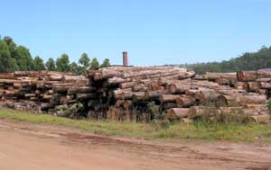 Lagerplatz des S&auml;gewerkes von Pemberton