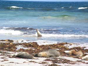 Sealbay auf Kangaroo Island