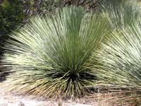 Solche Graspalmen sieht man h&auml;ufig auf Kangaroo Island