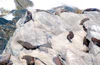 Neuseel&auml;ndische Pelzrobben tummeln sich bei Admirals Arch auf den Felsen