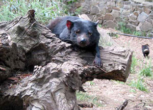 Ges&auml;ttigt ruht sich dieser Teufel aus