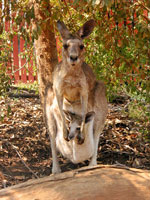 Zuflucht auf dem Lodge-Gel&auml;nde: Roo mit Joey