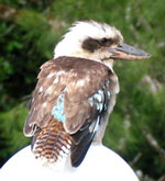 Lachender Hans: Der Kookaburra ist an seinem markanten Ruf zu erkennen