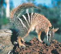 Ist im S&uuml;dwesten heimisch: der Numbat (Foto: Tourism Western Australia)