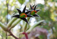 Bl&uuml;te im Walpole-Nornalup Nationalpark