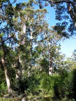 Vegetation am Horseyard Hill Walk Trail