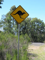 Vorsicht Wildwechsel gilt vor allem in der D&auml;mmerung