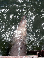 Wynnie f&uuml;hlt sich in Wynyard wohl