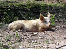 Halbwilde Schweine aus den Kastanienwäldern liefern den berühmten Coppa- oder Lonzu-Schinken (Foto: Eichner-Ramm) Halbwilde Schweine aus den Kastanienwäldern liefern den berühmten Coppa- oder Lonzu-Schinken (Foto: Eichner-Ramm)
