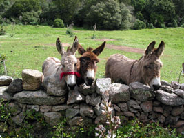Neugierige und fotogene Esel auf einer Weide (Foto: Eichner-Ramm) Neugierige und fotogene Esel auf einer Weide (Foto: Eichner-Ramm)