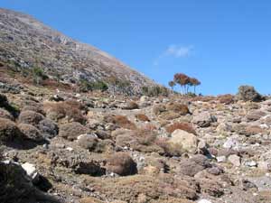 Bergvegetation in den H&ouml;henlagen