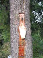 Das Harz der Pinien wird als Zutat f&uuml;r den Retsina-Wein geerntet