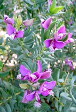 Bl&uuml;ten-Sch&ouml;nheiten