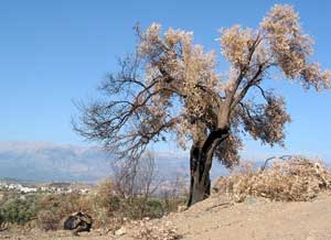 Wald- und Buschbr&auml;nde gibt es immer wieder &ndash; &uuml;brig bleiben vertrocknete und verkohlte Pflanzen