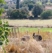 Tierische Begegnung: Strau&szlig;e beim Kloster Apezanon
