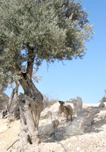 Ziegen in der N&auml;he der Agio Farango-Schlucht