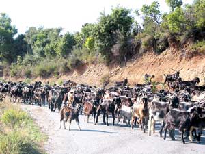 Begegnung im l&auml;ndlichen Hinterland der Chalkidiki-Halbinsel: Ziegenherde auf der Stra&szlig;e
