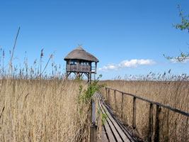 Aussichtspunkt im Schilf des Pape-Naturparks (Foto: Eichner-Ramm) Aussichtspunkt im Schilf des Pape-Naturparks (Foto: Eichner-Ramm)