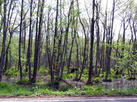 Sumpfgebiet bei Nida (Foto: Eichner-Ramm) Sumpfgebiet bei Nida (Foto: Eichner-Ramm)