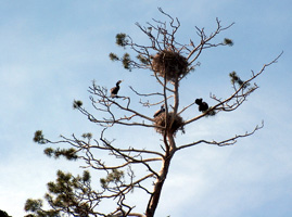 Kormorane und Graureiher lassen sich von einer Holzplattform bei Judokrante beobachten (Foto: Eichner-Ramm) Kormorane und Graureiher lassen sich von einer Holzplattform bei Judokrante beobachten (Foto: Eichner-Ramm)