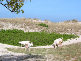 Ziegen weiden in den Stranddünen (Foto: Eichner-Ramm) Ziegen weiden in den Stranddünen (Foto: Eichner-Ramm)