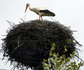 Storchennest im �emaitija-Nationalpark