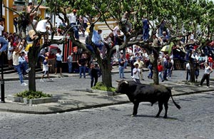Schnell auf die B&auml;ume, der Stier kommt: Tourada &agrave; Corda in Angra do Hero&iacute;smo (Foto: ATA / Associa&ccedil;&atilde;o de Turismo dos A&ccedil;ores)