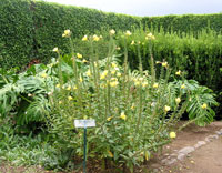 Heimische Ziergew&auml;chse im Botanischen Garten von Flamengos (Foto: Eichner-Ramm)