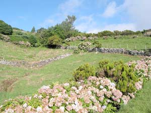Typische Landschaft auf Flores: Hortensienhecken und Steinmauern (Foto: Eichner-Ramm) Typische Typische Landschaft auf Flores: Hortensienhecken und Steinmauern (Foto: Eichner-Ramm)